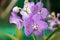 Orchid of blue vanda