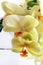 Orchid bouquet