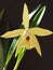 Orchid brassolaelia Petite Star close up