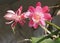 Orchid Cactus Or Disocactus Ackermannii In Bloom