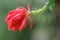 Orchid cactus Disocactus ackermannii, red flower