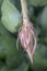 Orchid cactus flower bud with furled petals in pearly pink color