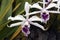 Orchid Cattleya crispa, before Laelia crispa
