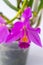 Orchid Cattleya home flower. Large pink purple buds. Flowering of a rare variety of orchids.