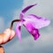 Orchid Cattleya labiata pink flower isolated on the sky background