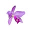 Orchid Cattleya labiata pink flower isolated on the white background