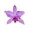 Orchid Cattleya labiata pink flower isolated on the white background