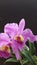 Orchid Cattleya Luddemaniana close up