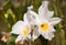 Orchid Cattleya white