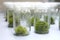 Orchid cell plant tissue culture