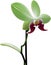 Orchid clipart. A cute Orchid flower icon. AI-Generated.