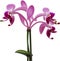 Orchid clipart. A cute Orchid flower icon. AI-Generated.