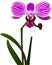 Orchid clipart. A cute Orchid flower icon. AI-Generated.