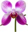 Orchid clipart. A cute Orchid flower icon. AI-Generated.