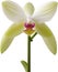 Orchid clipart. A cute Orchid flower icon. AI-Generated.