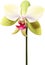 Orchid clipart. A cute Orchid flower icon. AI-Generated.