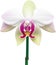 Orchid clipart. A cute Orchid flower icon. AI-Generated.