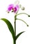 Orchid clipart. A cute Orchid flower icon. AI-Generated.