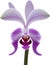 Orchid clipart. A cute Orchid flower icon. AI-Generated.