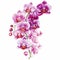 Orchid Clipart On White Background