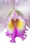 Orchid close up Cattleya white, purple, yellow.