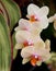 Orchid Cluster 2