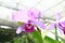 Orchid Costa Rica