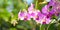Orchid Cymbidium Flower Moth Orchid Plant