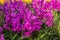 Orchid, Cymbidium, Flower, Moth Orchid, Plant