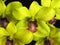 Orchid: Dendrobium green