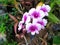 Orchid Dendrobium Sonia Earsakul Flower, Beautiful ,thailand thawung lopburi nice