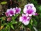 Orchid Dendrobium Sonia Earsakul Flower, Beautiful ,thailand thawung lopburi nice2
