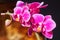 Orchid detail vibrant pink with warm background