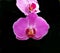 Orchid X Doritaenopsis \'Dorado\' Flower