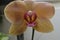 Orchid - Doritaenopsis dorado, a variety of pink moth orchid