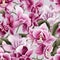 Orchid Elegance Floral Art
