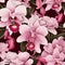 Orchid Elegance Floral Beauty