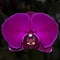 Orchid flower.