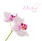 Orchid flower