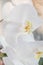 Orchid, flower background close-up. Vertical photo of a flowering phalaenopsis orchid