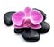 Orchid flower on black stones.