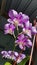 Orchid flower blooming purple gardening plant beautiful