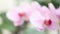 Orchid flower, blurred