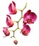 Orchid flower branch