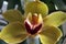 Orchid. Flower green - yellow color. Flower pistil.
