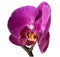Orchid flower, isolated, clipping path available