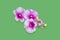 Orchid flower isolated on green, Clipping path