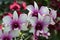 Orchid flower of Laelia genus with purple center and white petals