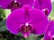 Orchid flower Macro Vivid color
