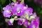 Orchid flower in orchid garden at winter or spring day for beauty and agriculture concept design. Dendrobium Orchidaceae